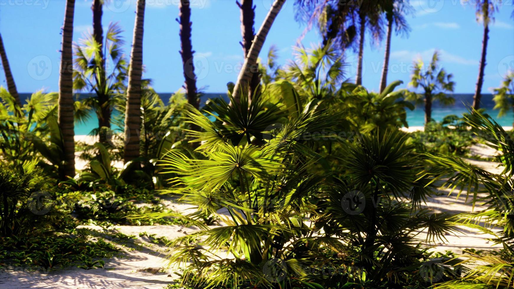 tropisk paradis med vit sand och handflatan träd foto