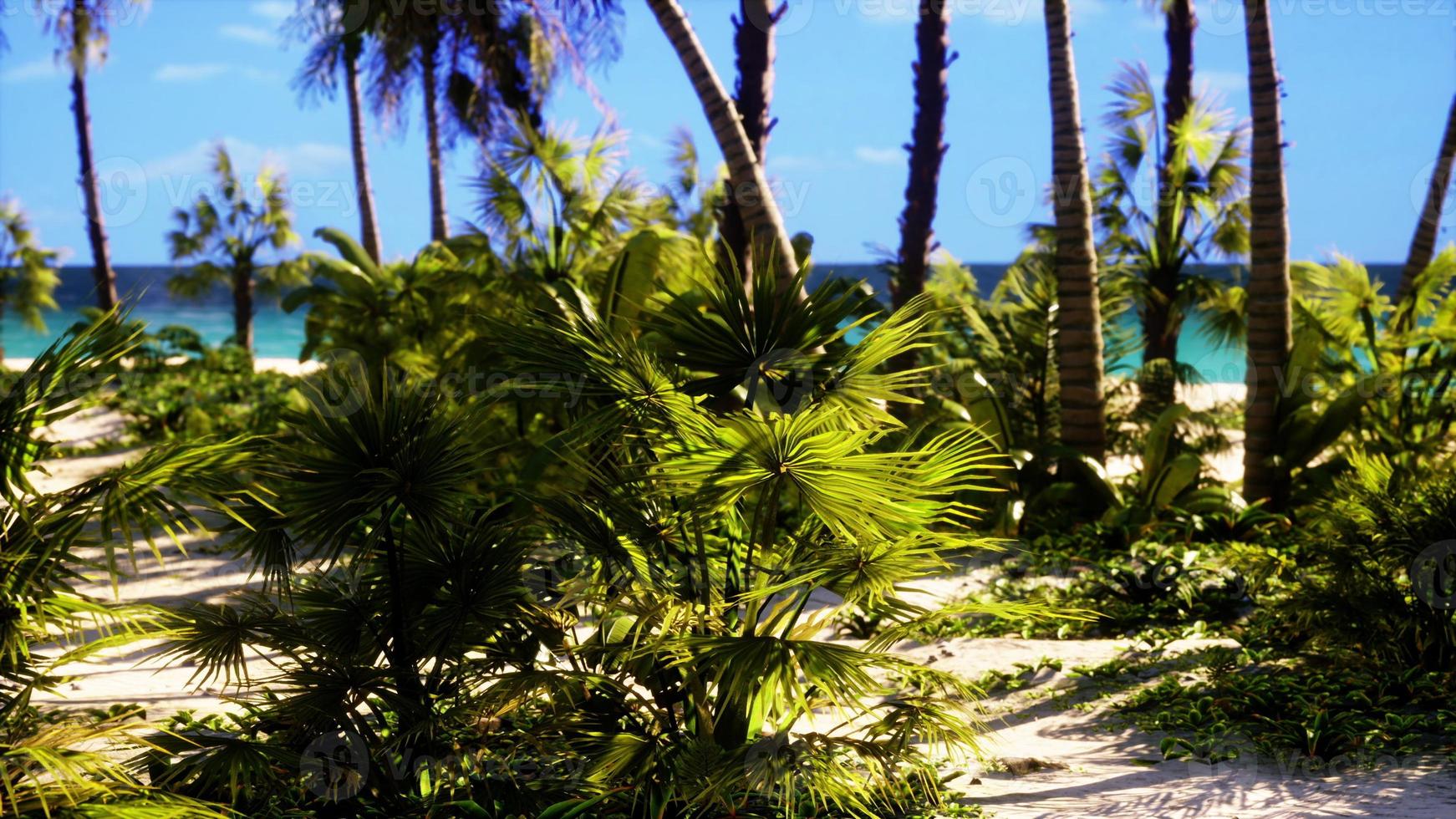 se av trevlig tropisk strand med palmer runt om foto