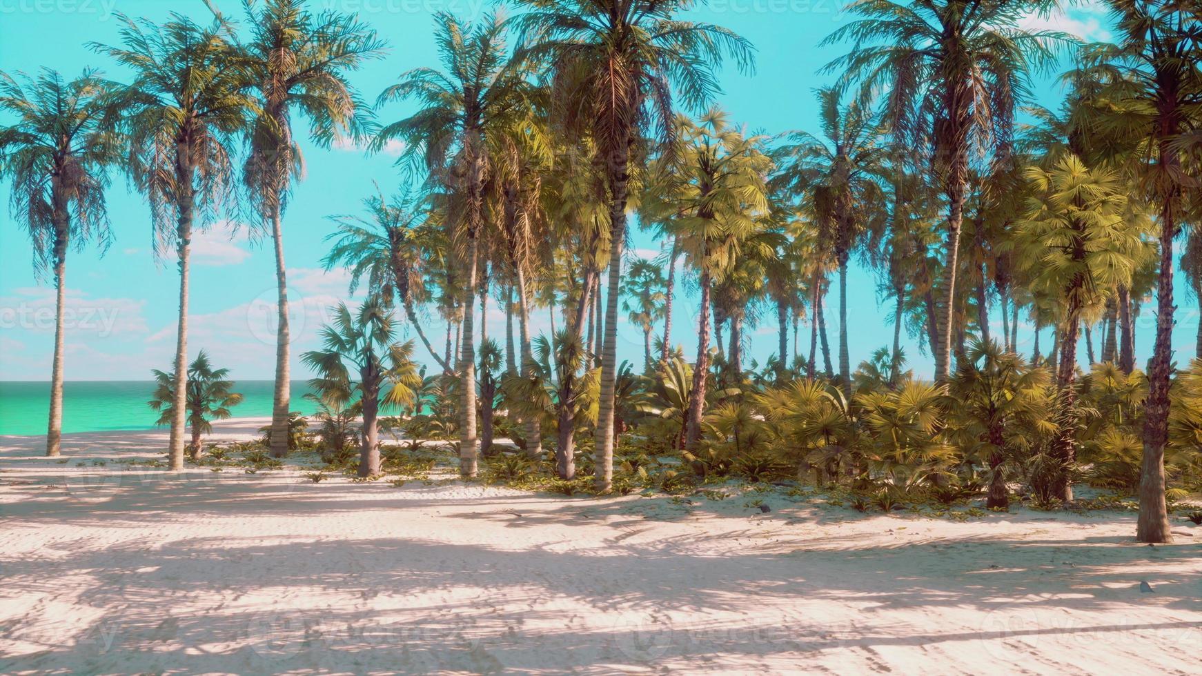 miami söder strand parkera med palmer foto