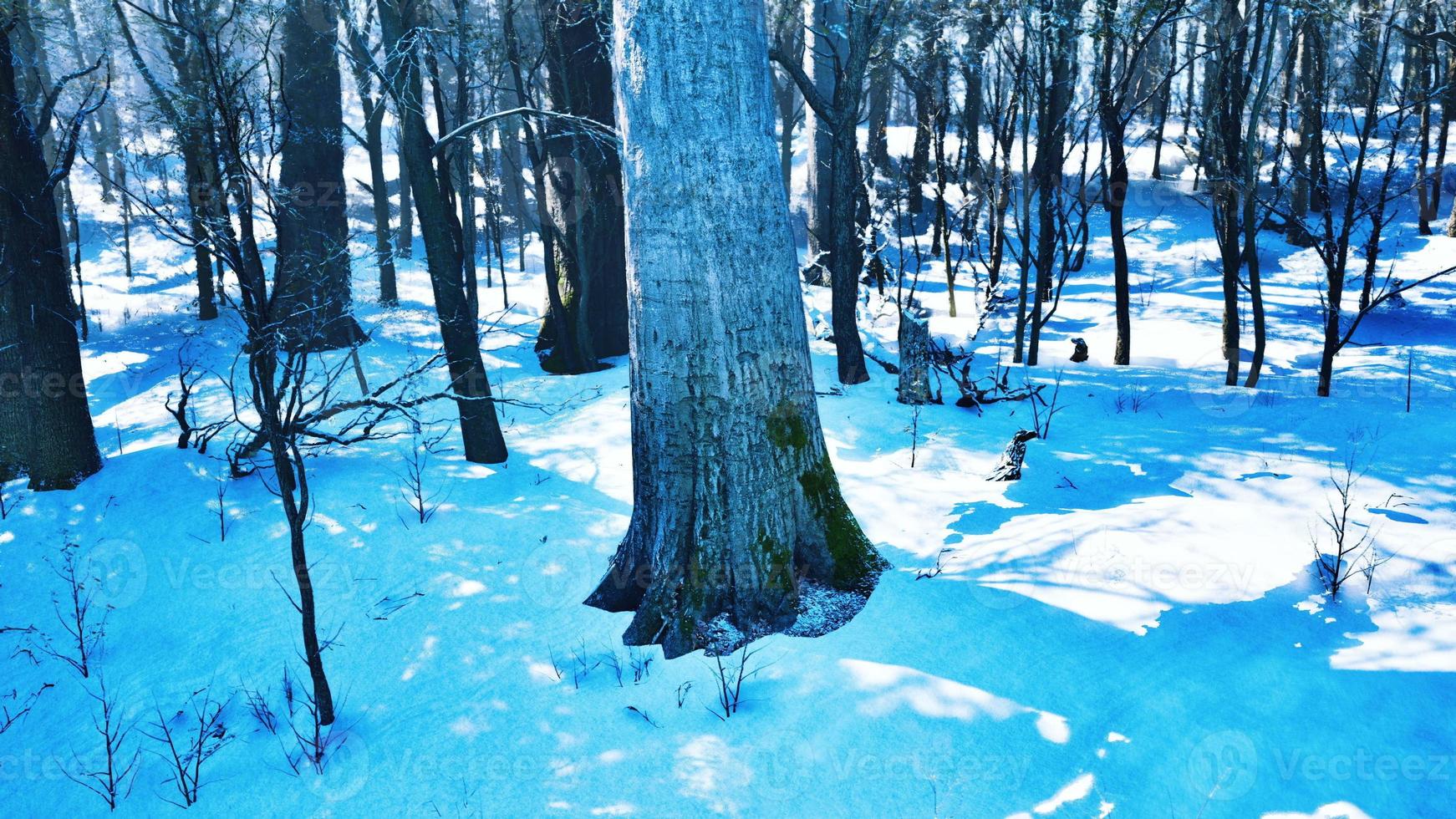 värma vinter- solnedgång lysande genom en skog med lång tall träd foto