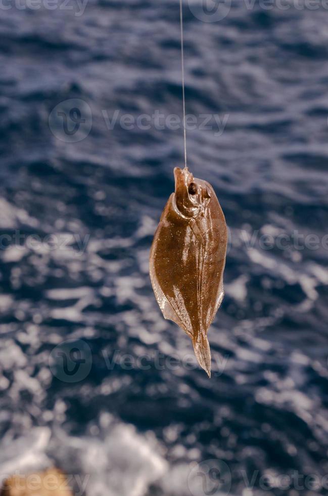 små fisk fångad på de krok foto