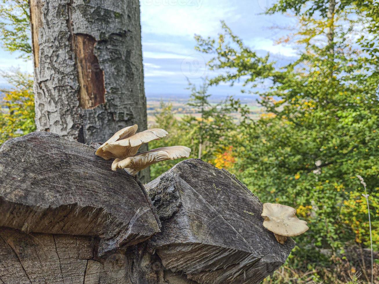 stänga upp bild av några träd svamp växande på en träd trunk foto