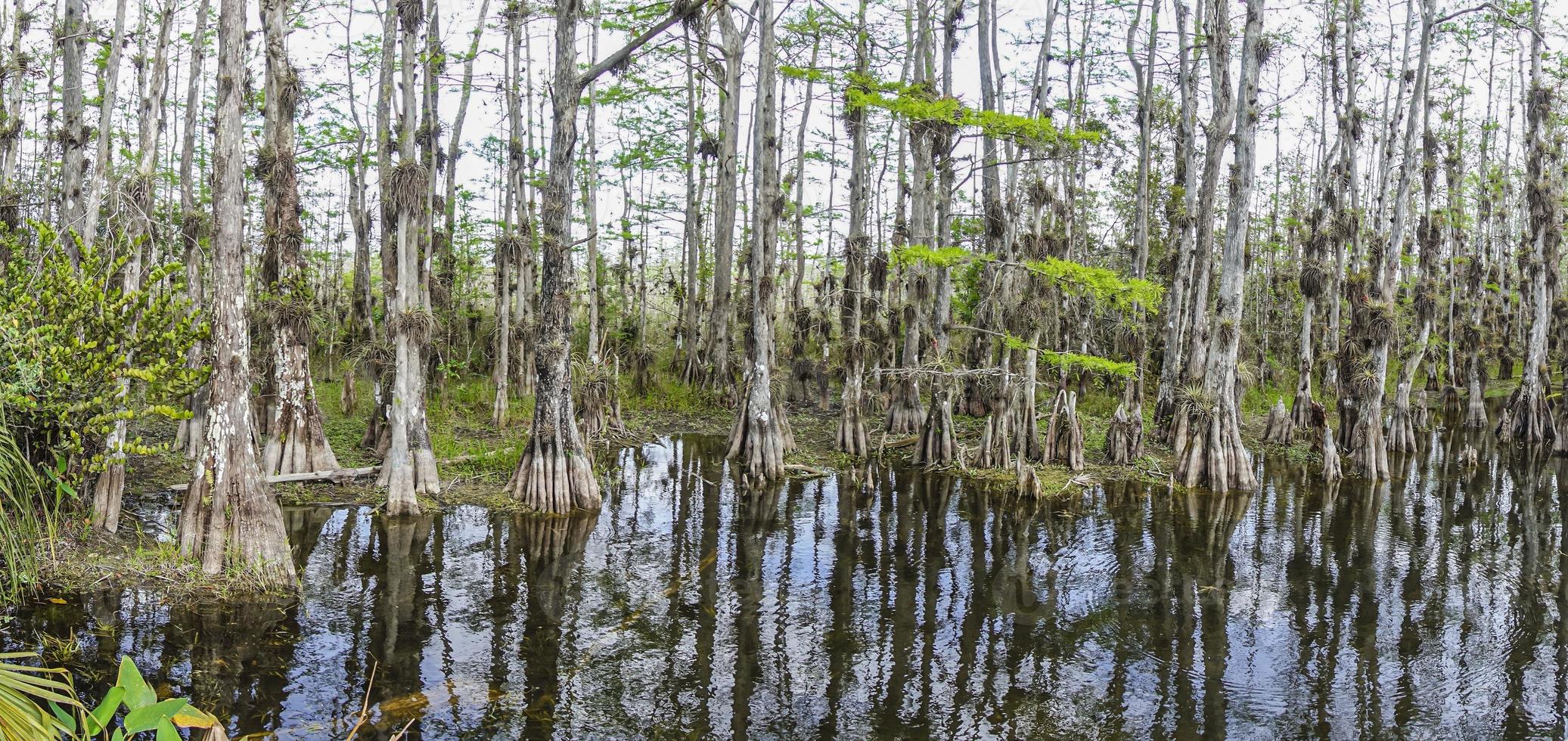 bild av Söt suwannee flod och tvilling rvers stat skog i florida i vår under dagtid foto