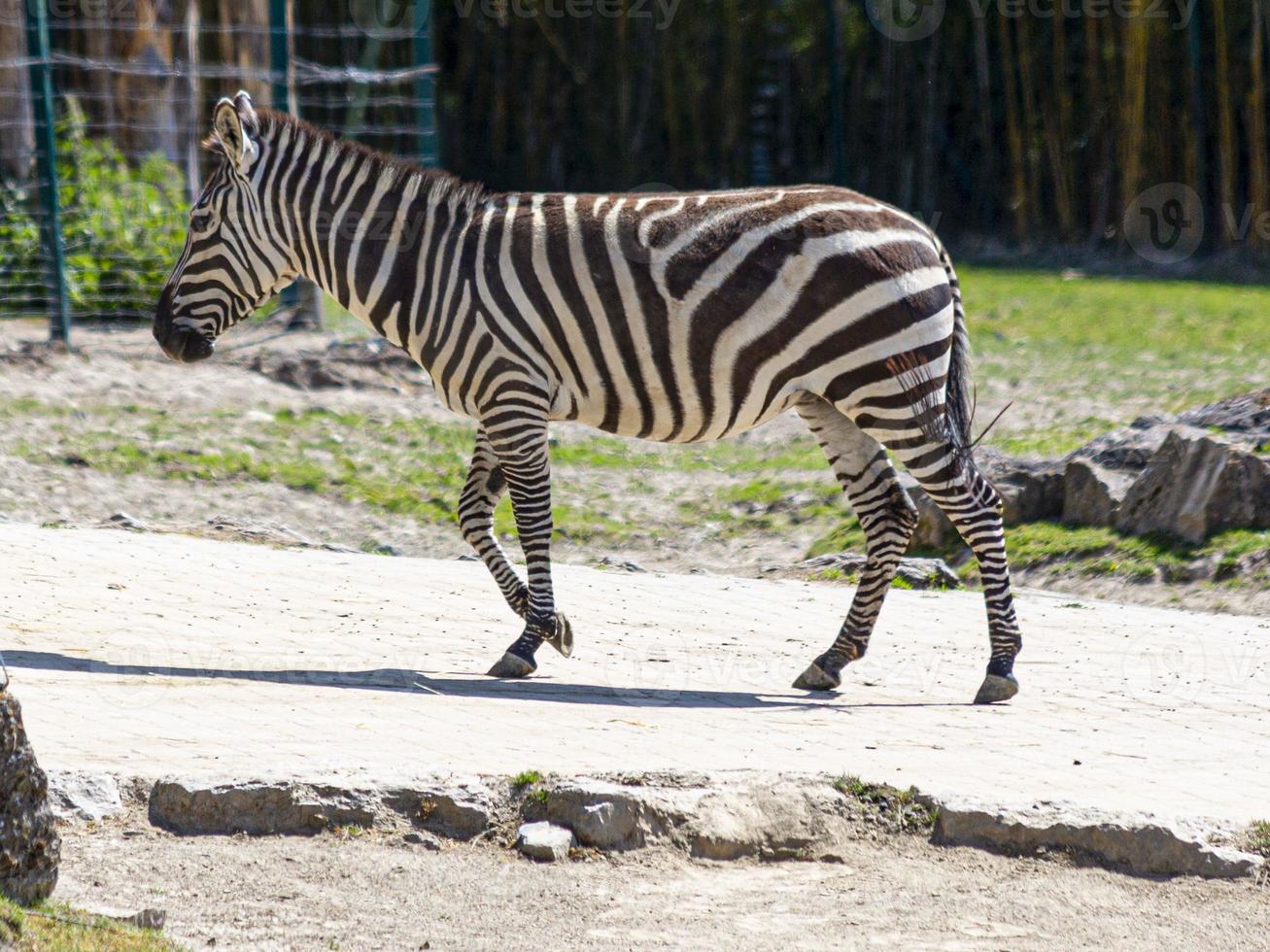 porträtt av ett zebra i ett utomhus- inhägnad i en tysk Zoo foto