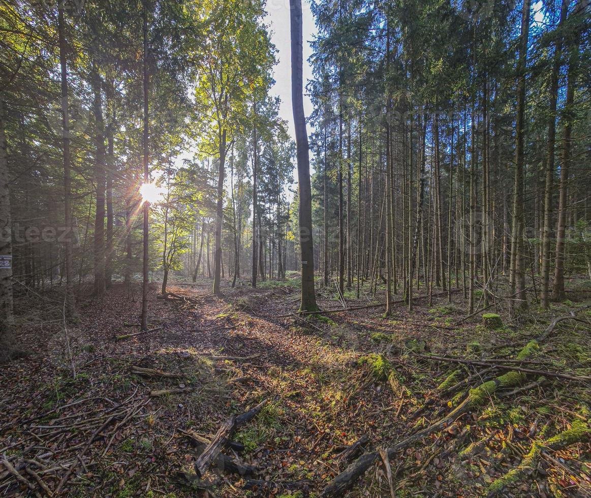 bild av en tät blandad skog med låg stående morgon- Sol mot de ljus foto