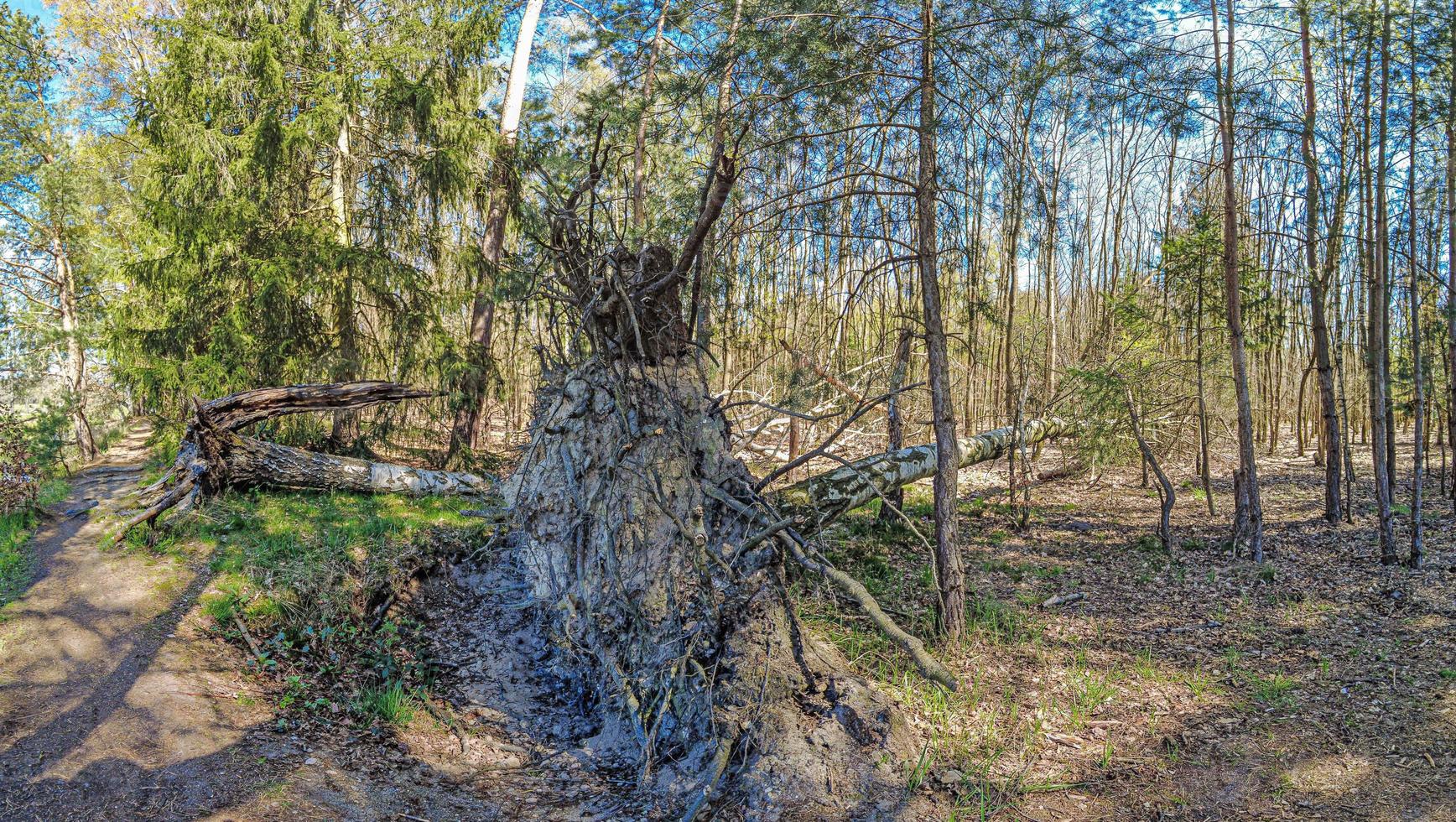 bild av en tysk skog med torka och storm skada som en resultat av klimat förändra foto