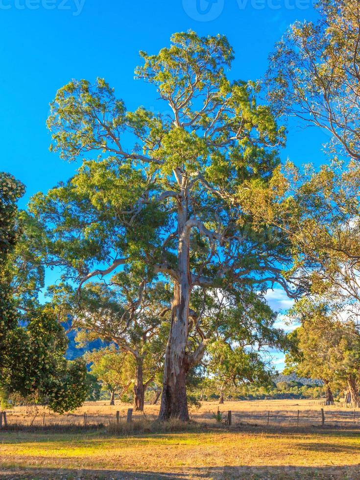 hög dynamisk räckvidd bild av en gammal eukalyptus träd i perth under dagtid i sommar 2015 foto