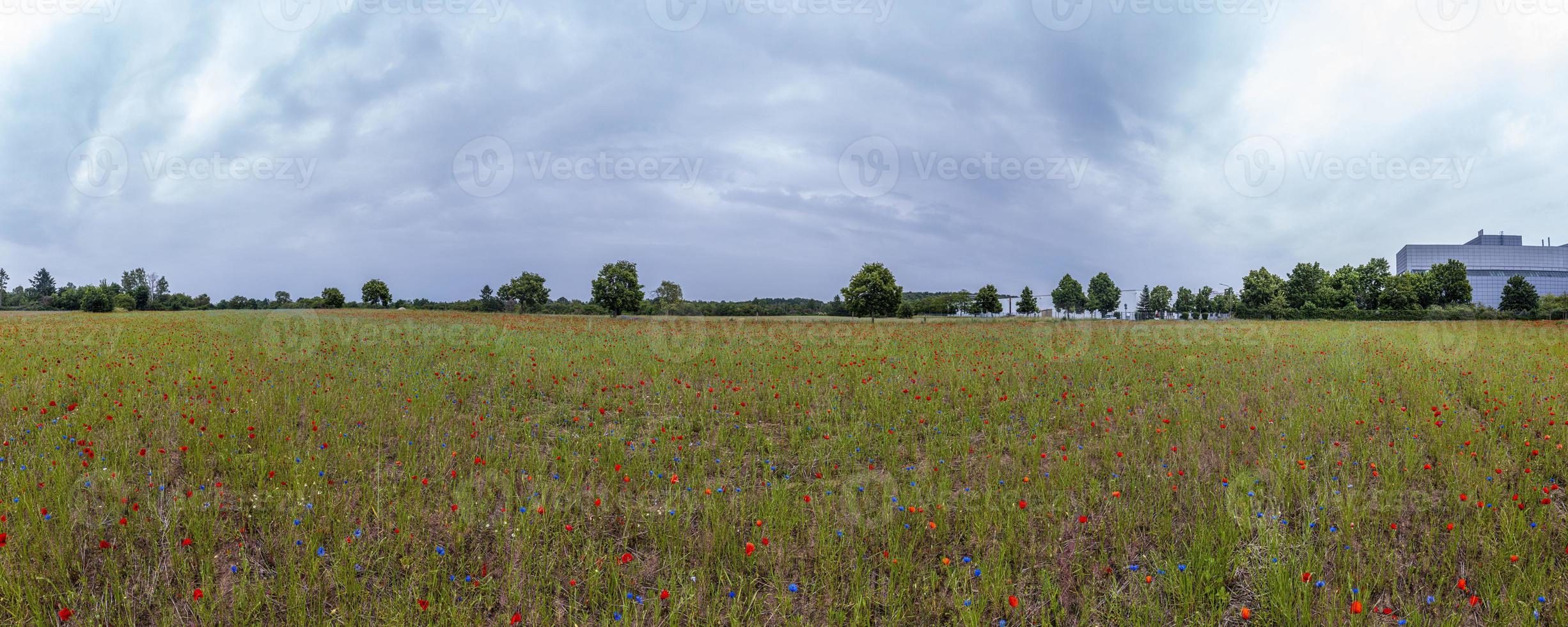 panorama- se över färgrik blomma fält i springtime foto