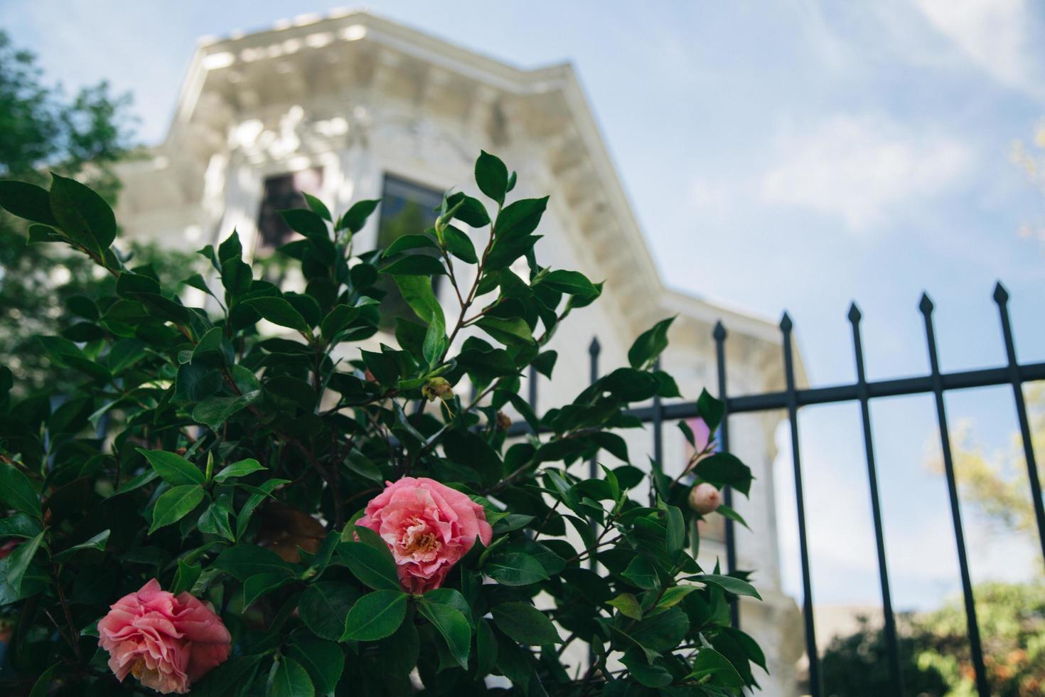 sacramento, Kalifornien, 2020 - blommor framför ett vitt hus foto