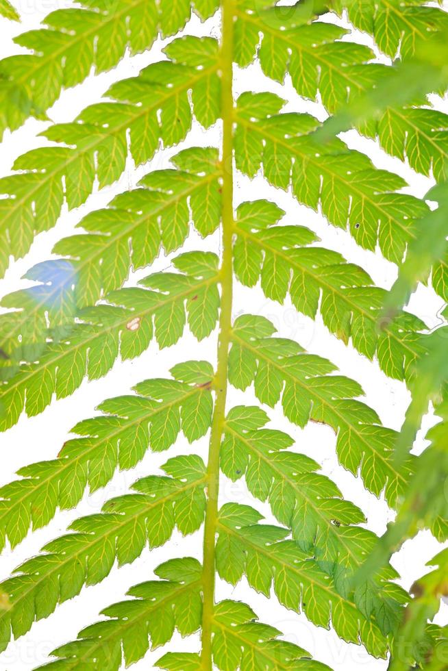 närbild bild av en tropisk ormbunke blad foto