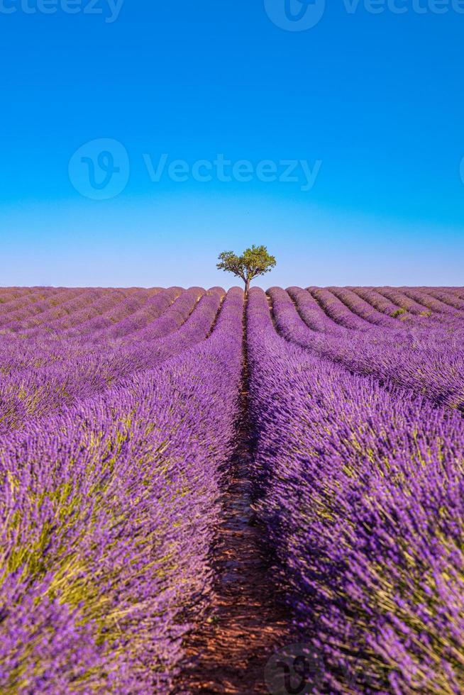skön landsbygden i provence, lavendel- fält med ensam träd och lugn natur landskap. inspirera säsong- vår sommar blomning lavendel- blommor, naturlig solljus, fredlig natur se foto