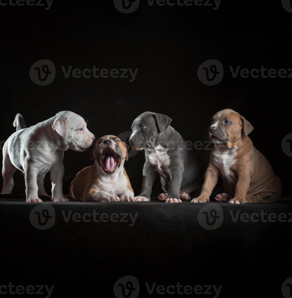 fyra Staffordshire terrier valpar Sammanträde på en svart bakgrund foto