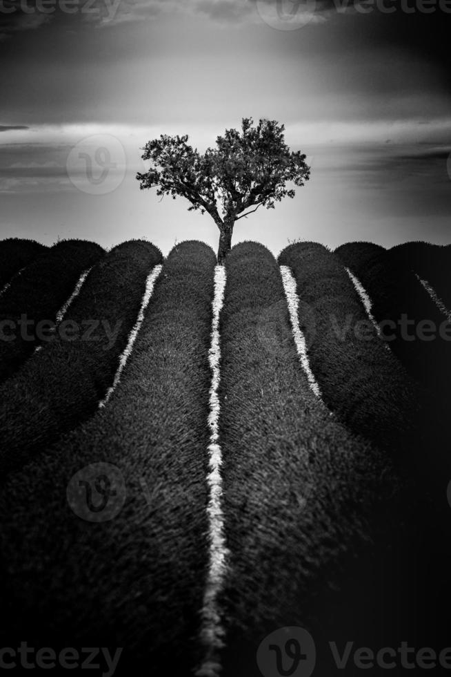 skön lavendel- fält landskap med dramatisk himmel i svart och vit bearbeta. ljus ensam träd landskap under stormig moln, väg, mental hälsa och framtida mål begrepp foto