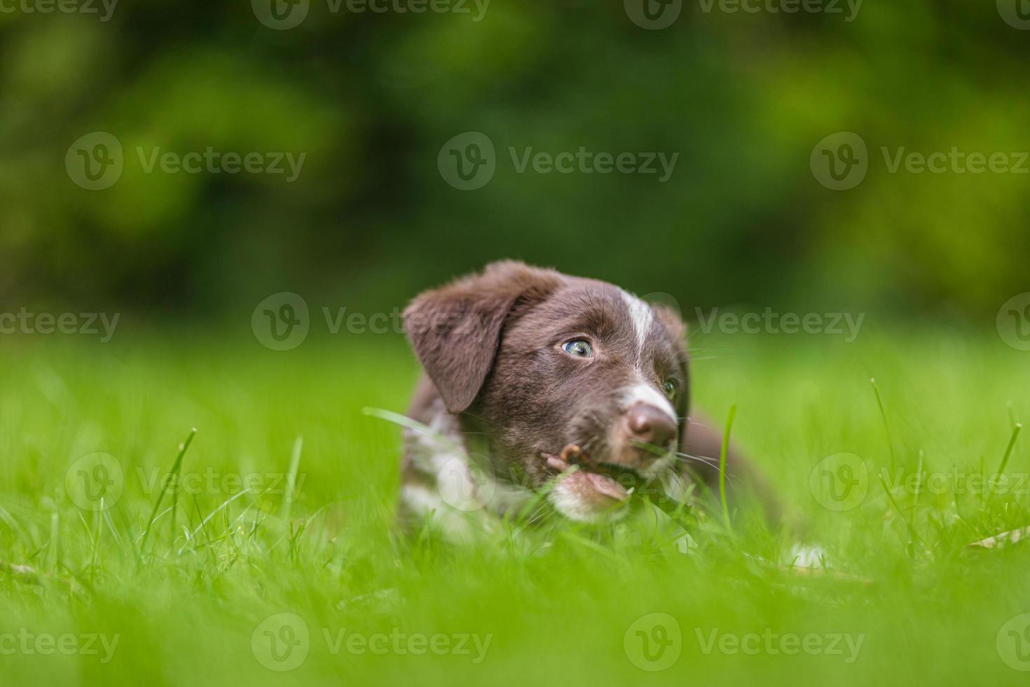 förtjusande porträtt av Fantastisk friska och Lycklig svart och vit gräns collie valp mot lövverk solnedgång ljus bokeh bakgrund. förtjusande huvud skott porträtt med kopia Plats foto