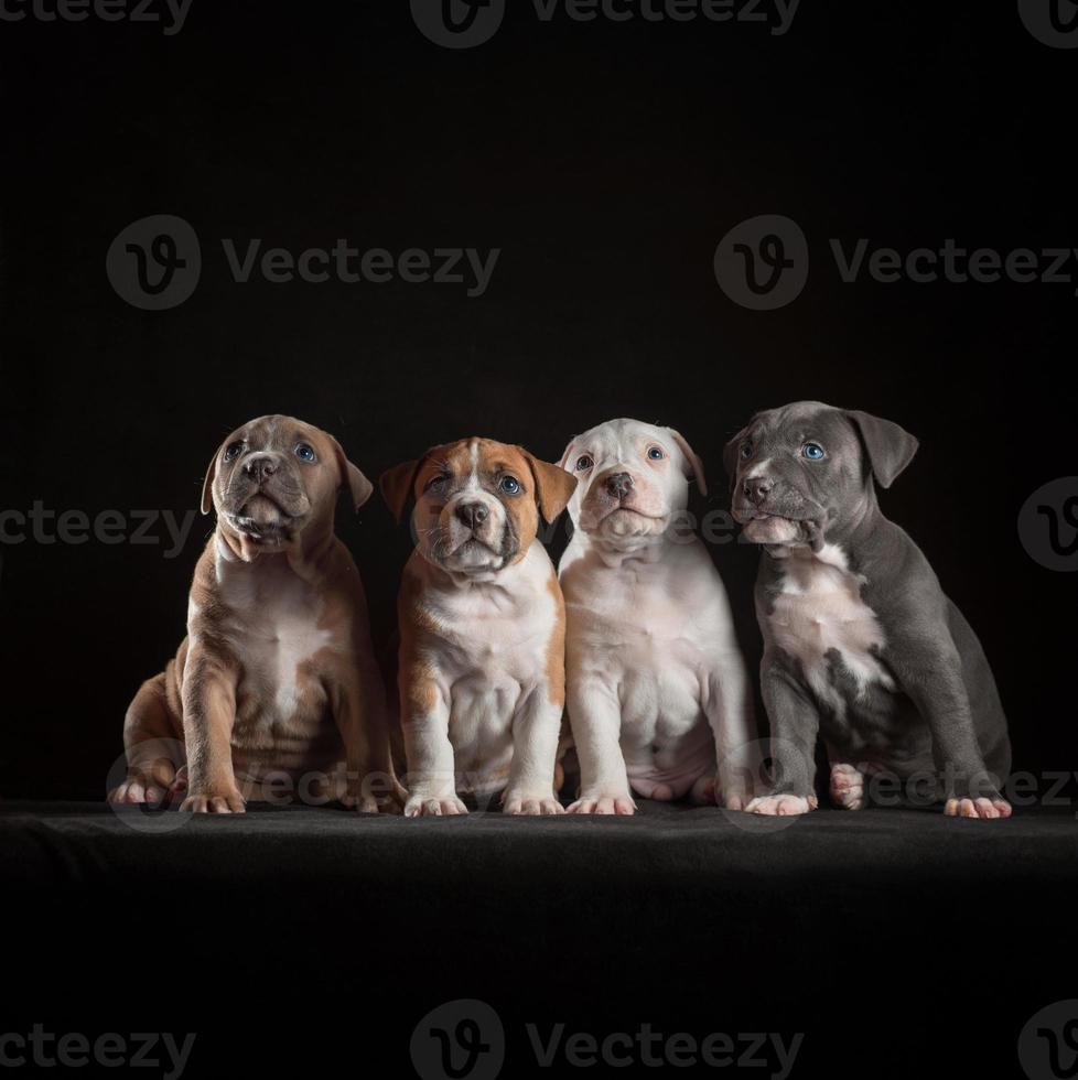 fyra Staffordshire terrier valpar Sammanträde på en svart bakgrund foto