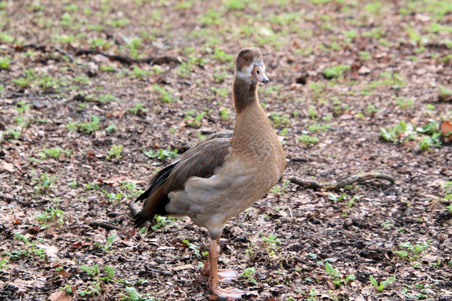 en se av en gås på Martin ren natur boka foto