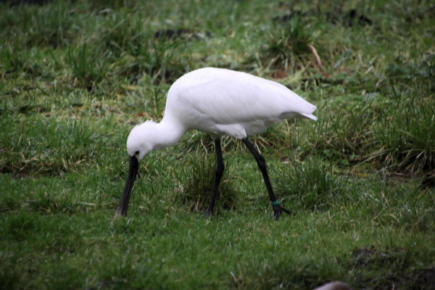 en se av en spoonbill på Martin ren natur boka foto