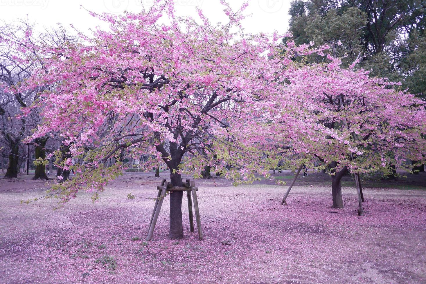 skön rosa körsbär blommar sakura med uppfriskande i de morgon- i japan foto