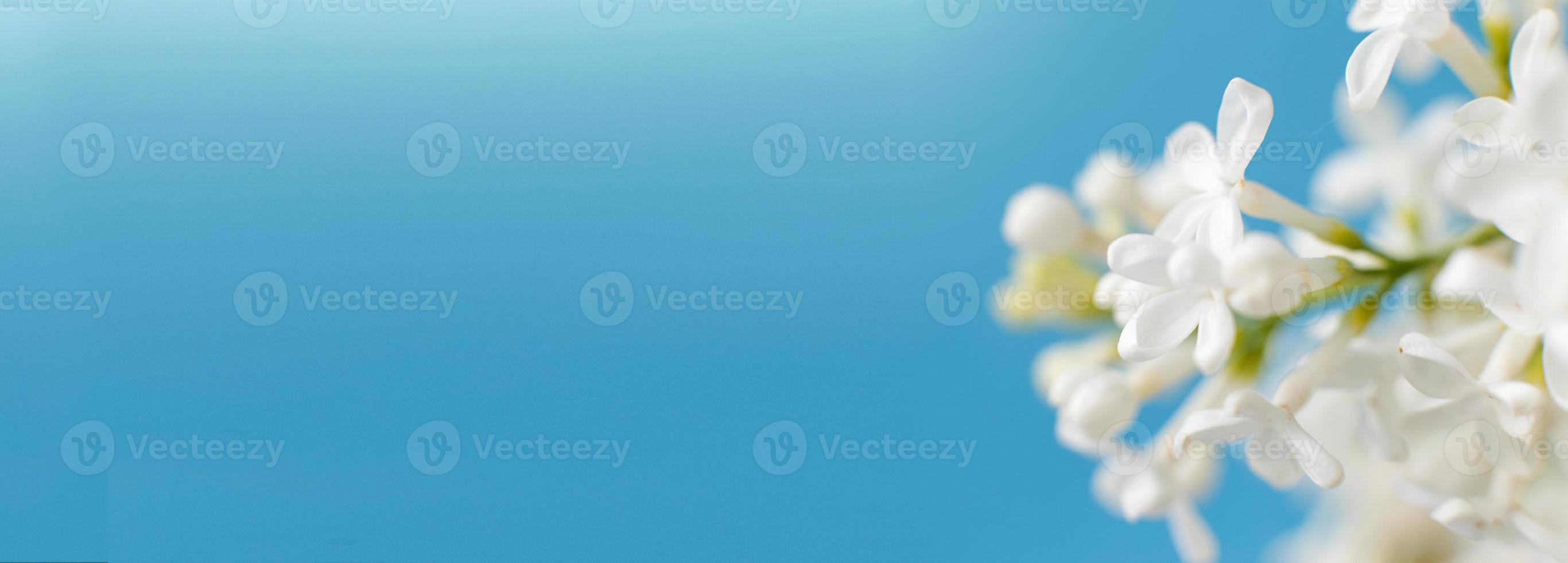 vit lila blomma gren på en blå bakgrund med kopia Plats för din text foto