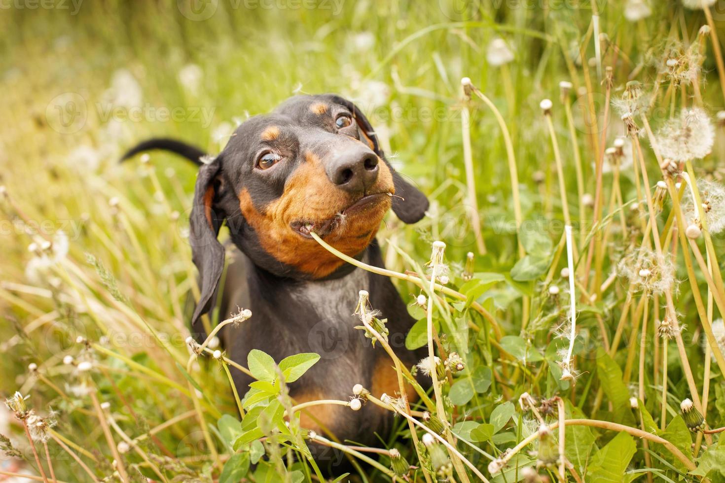 porträtt av en söt tax hund i en fält av maskrosor foto