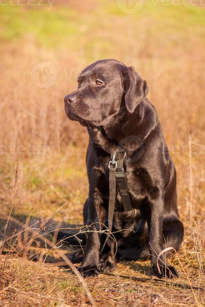 svart labrador retriever. en ung hund av de labrador ras i svart ammunition. djur, sällskapsdjur. foto