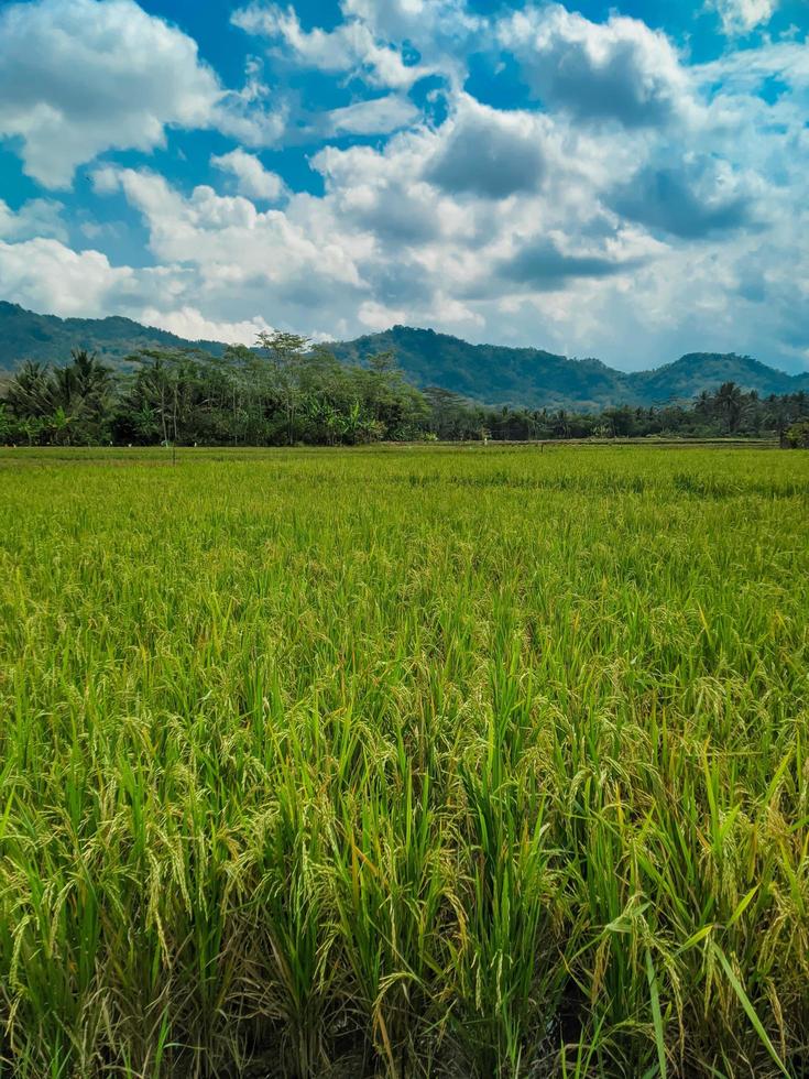 indonesiska traditionell ris jordbruk. indonesiska ris bruka landskap. indonesiska ris fält. fält och himmel. foto
