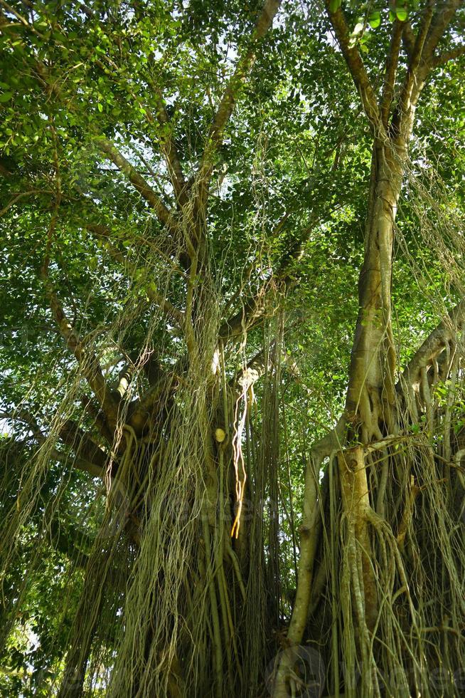 botten se av lång gammal banyan träd i . låg vinkel skott av en banyan träd, i morgon- foto