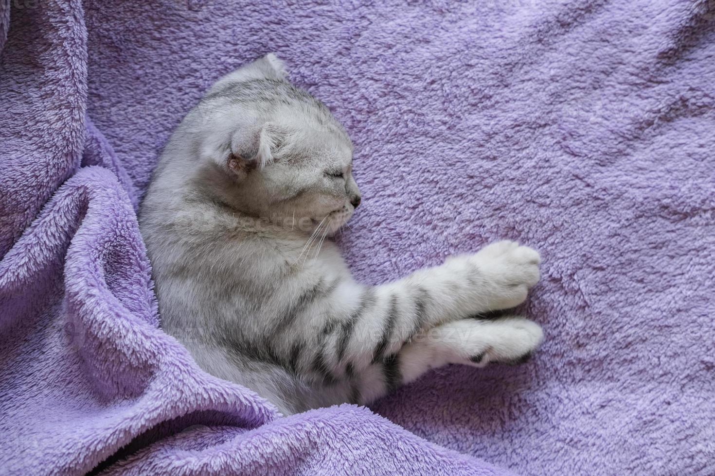 en söt skott vika ihop kattunge sover under en lila filt. mysigt Hem livsstil foto
