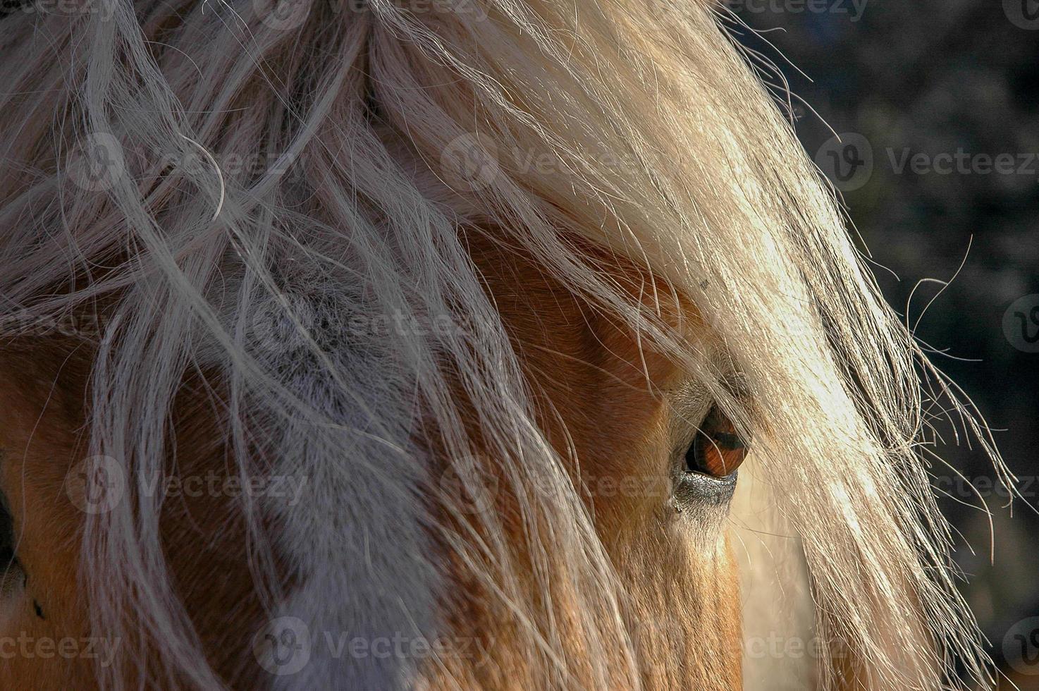 häst öga täckt förbi manen foto