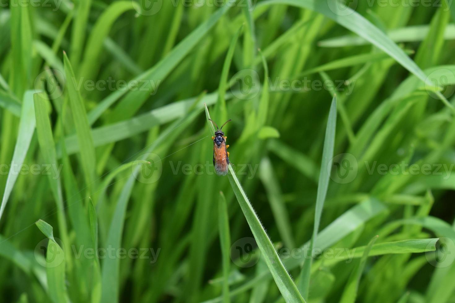 hymenoptera på en blad av gräs foto