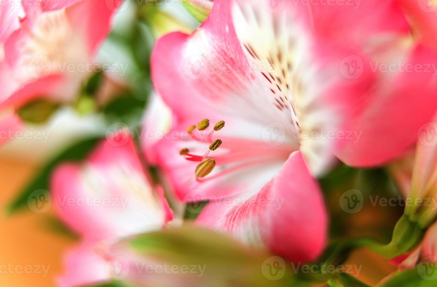 alstroemeria blommor bakgrund foto