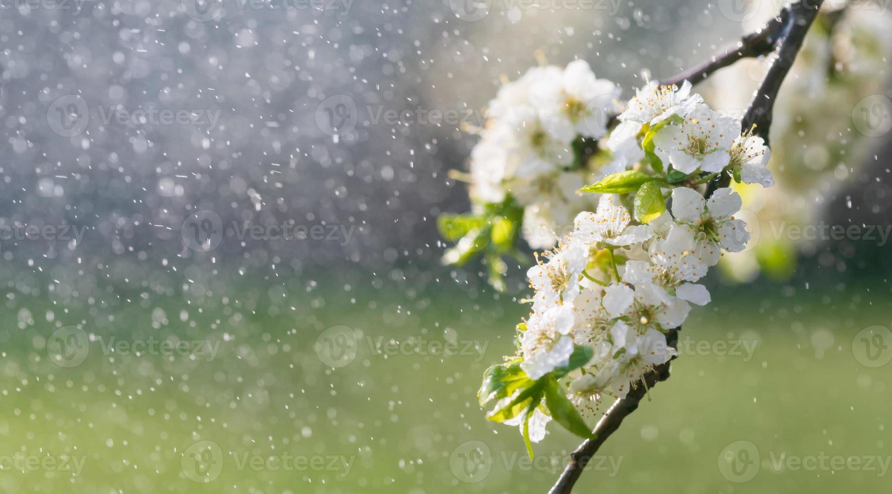 vår regn i de trädgård foto