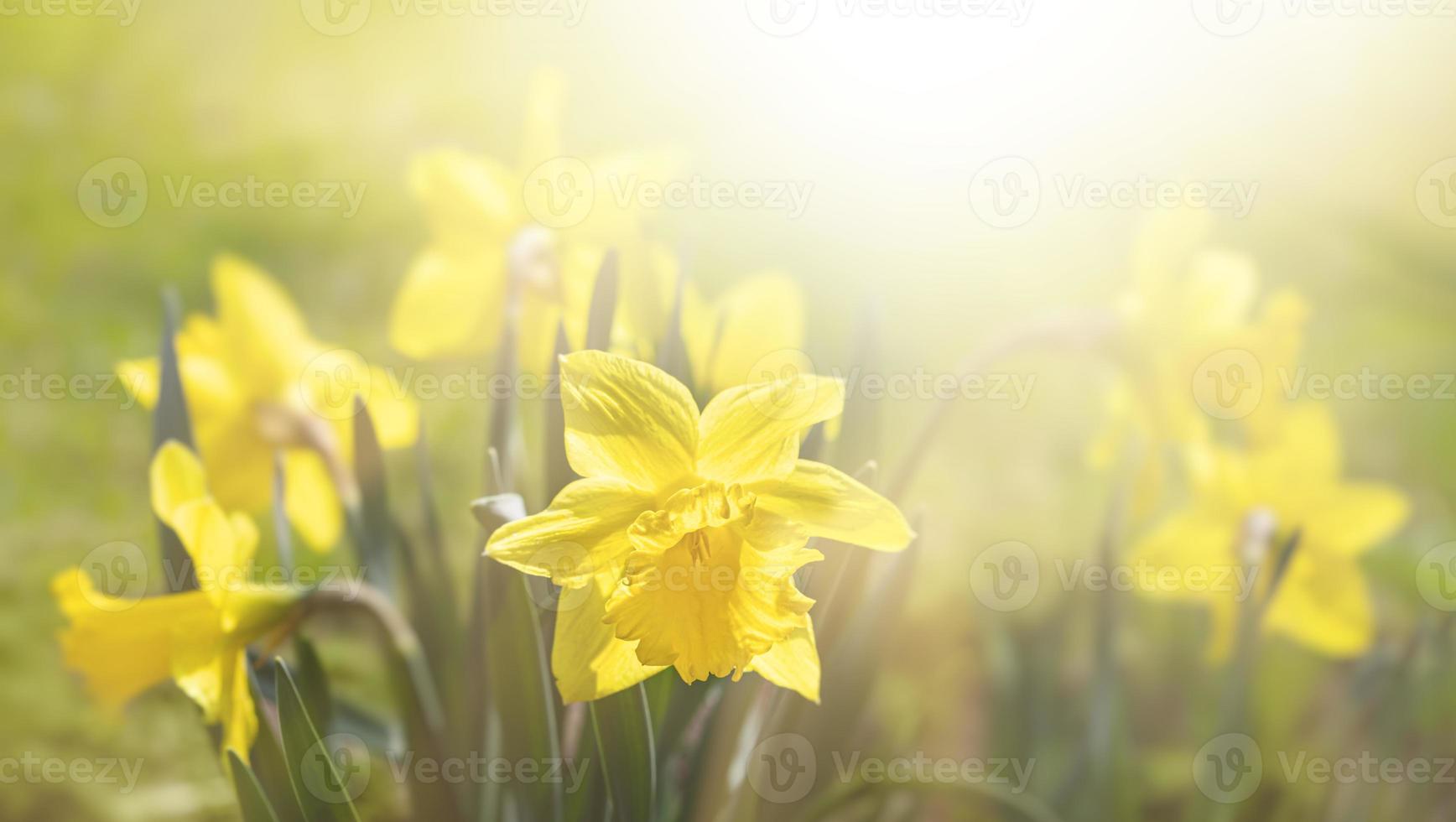 påskliljor blomning i de trädgård foto