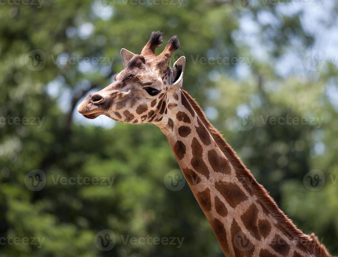porträtt av en ung giraff foto