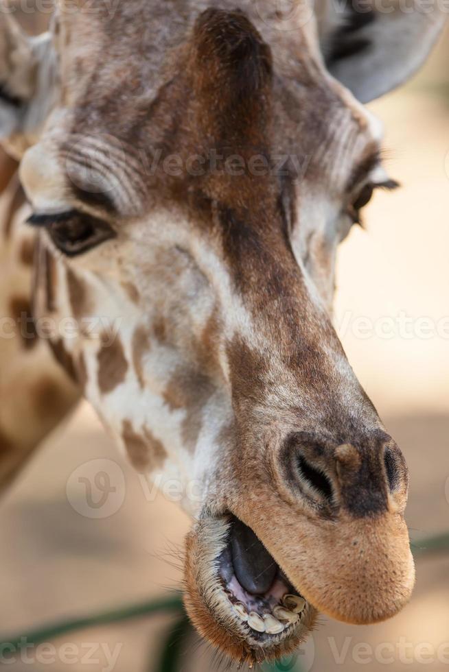 porträtt av en ung giraff foto