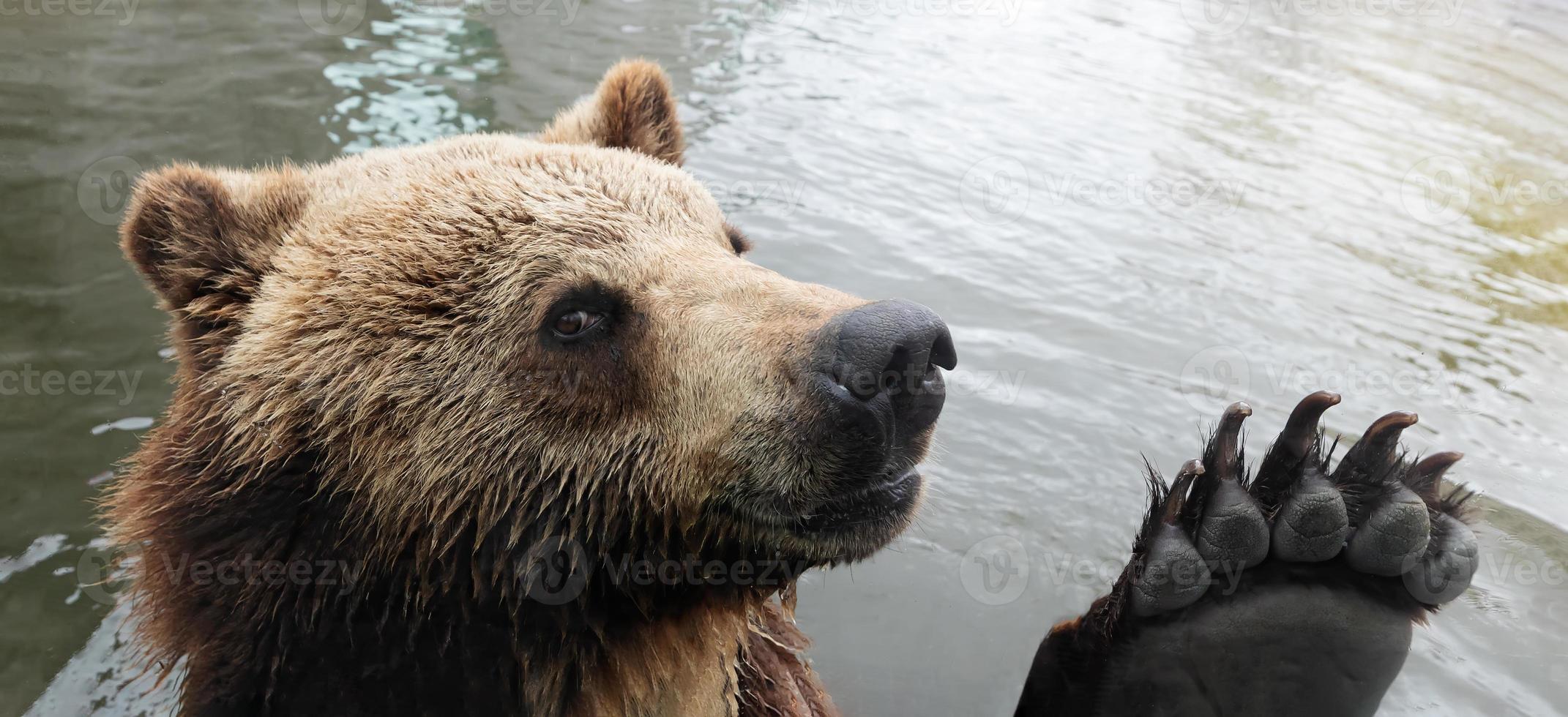 brunbjörn i zoo foto