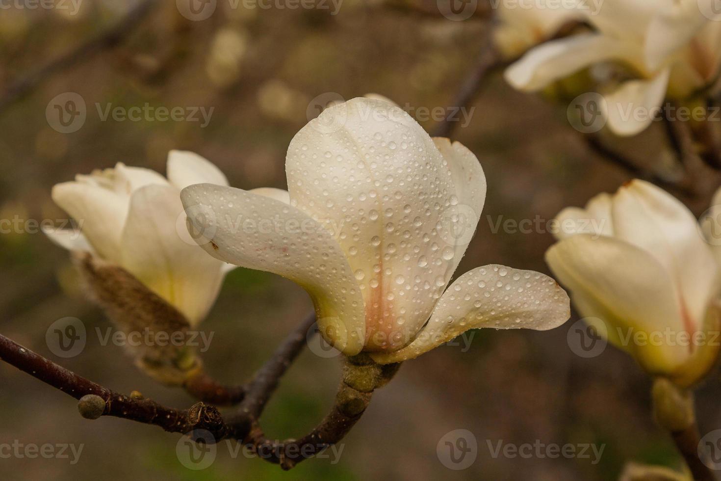 makro av en skön knopp av magnolia foto