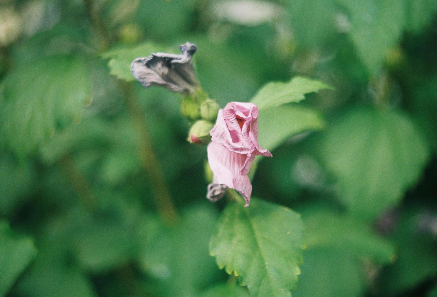 närbild av en rosa-petaled blomma foto