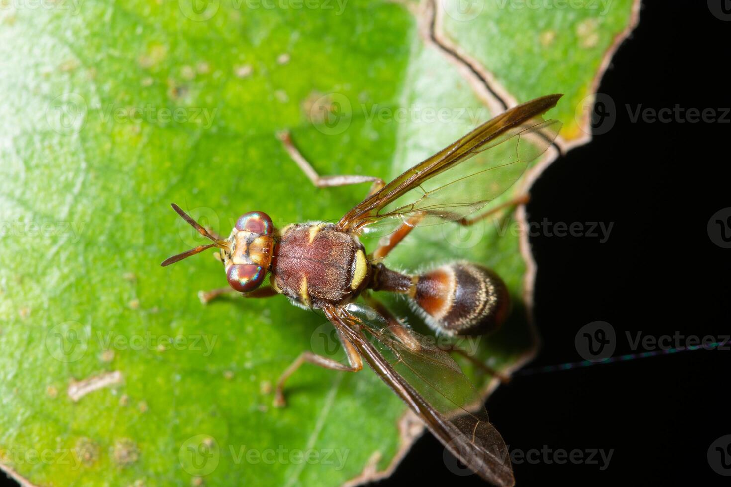 fruktfluga på en växt foto