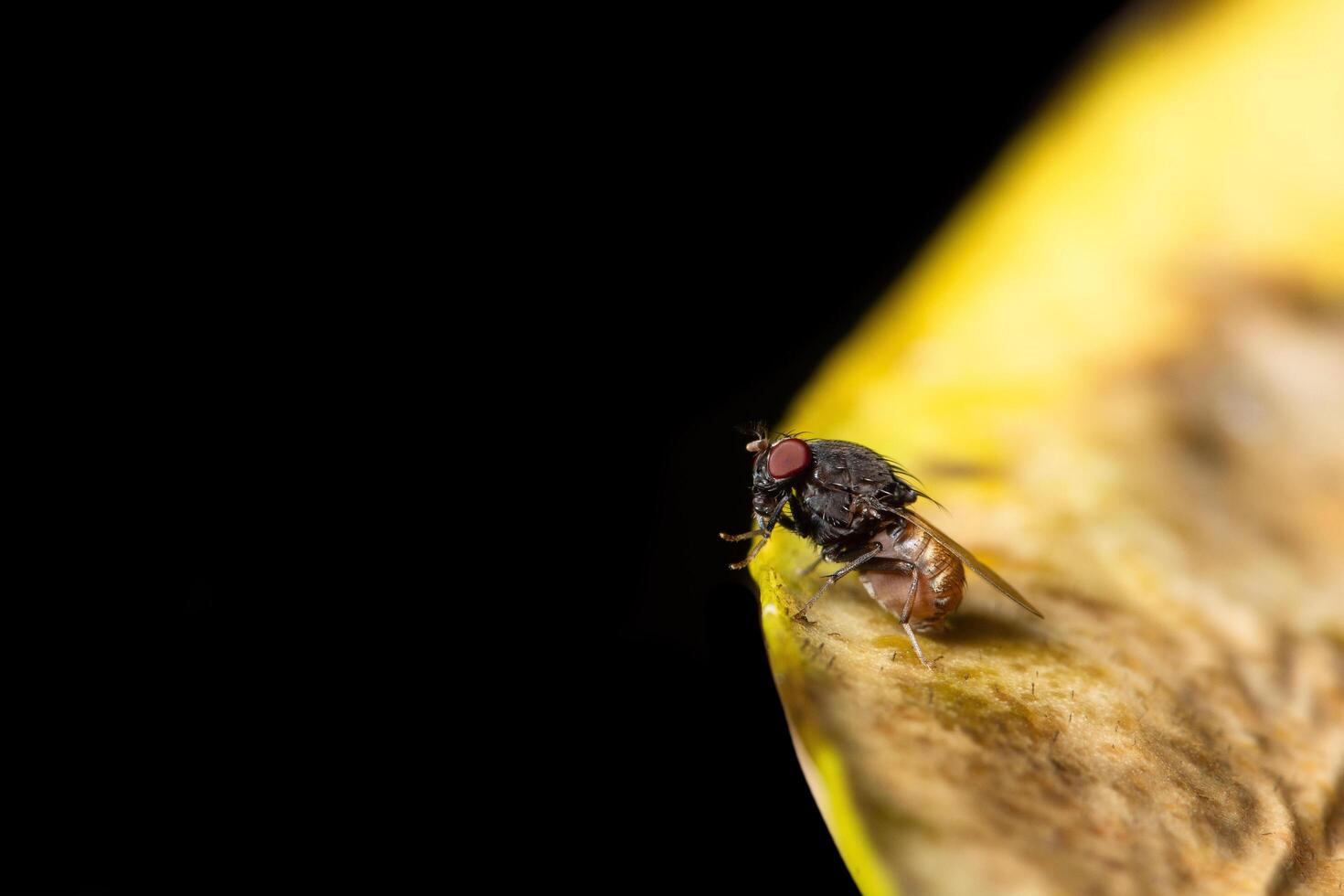 drosophila på en växt, närbild foto