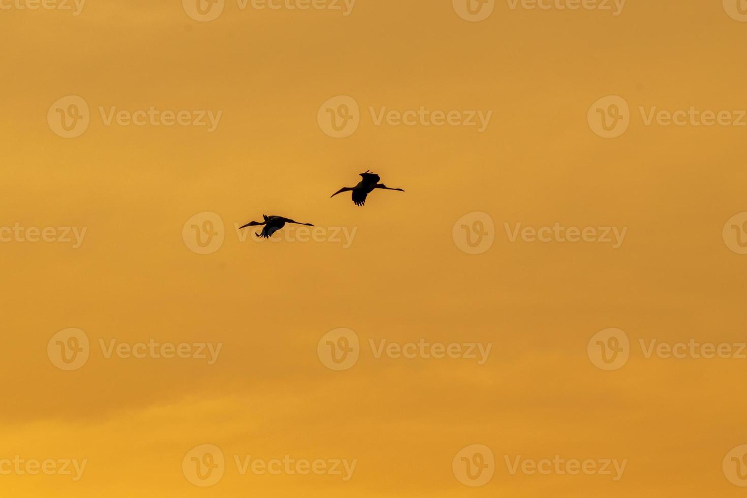 fåglar flygande i de solnedgång himmel foto