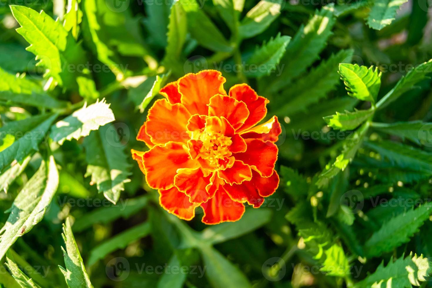 bra vild växande blomma ringblomma calendula på bakgrund äng foto