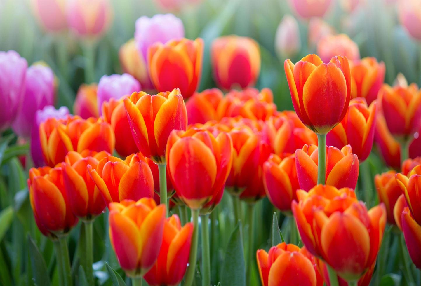 färgrik tulpan blomma fält blomning i de trädgård foto