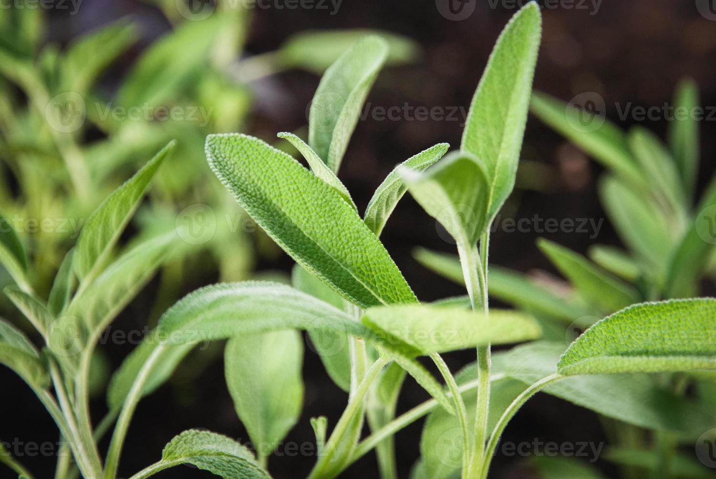 trädgård salvia i vår, salvia officinalis växter växa i ört trädgård foto