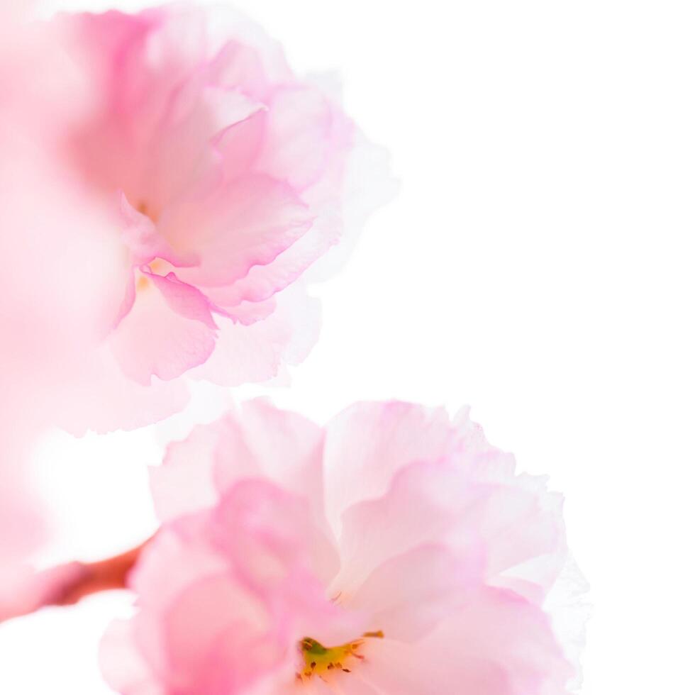 rosa körsbär blomma blomma bakgrund foto