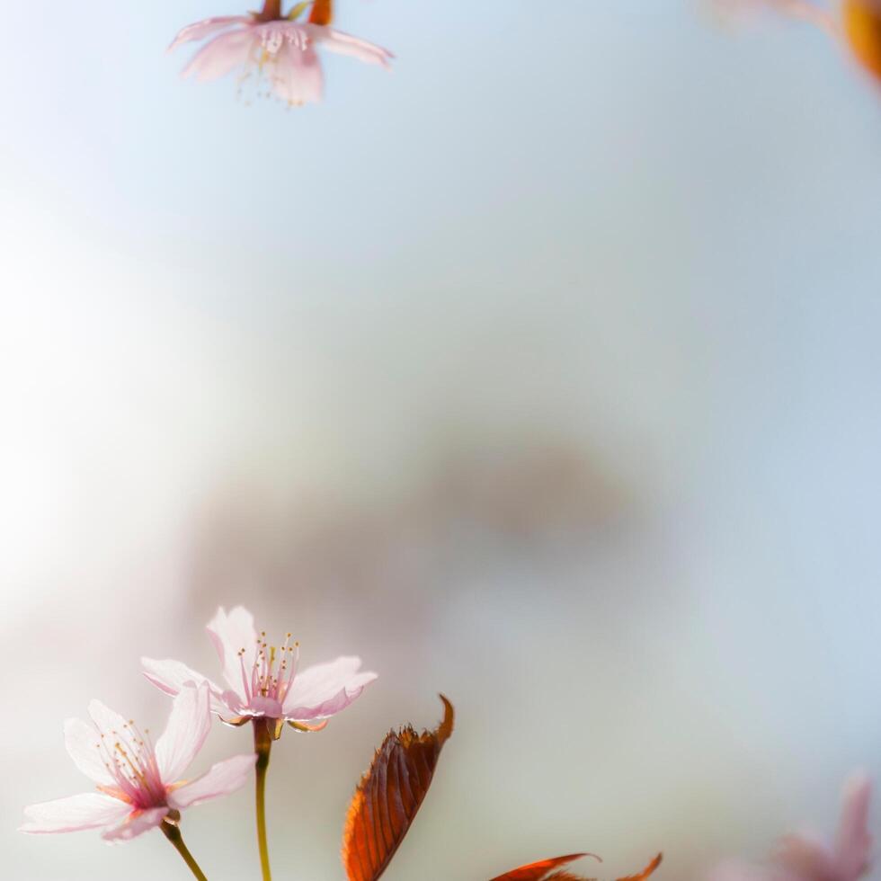 rosa körsbär blomma blomma bakgrund foto