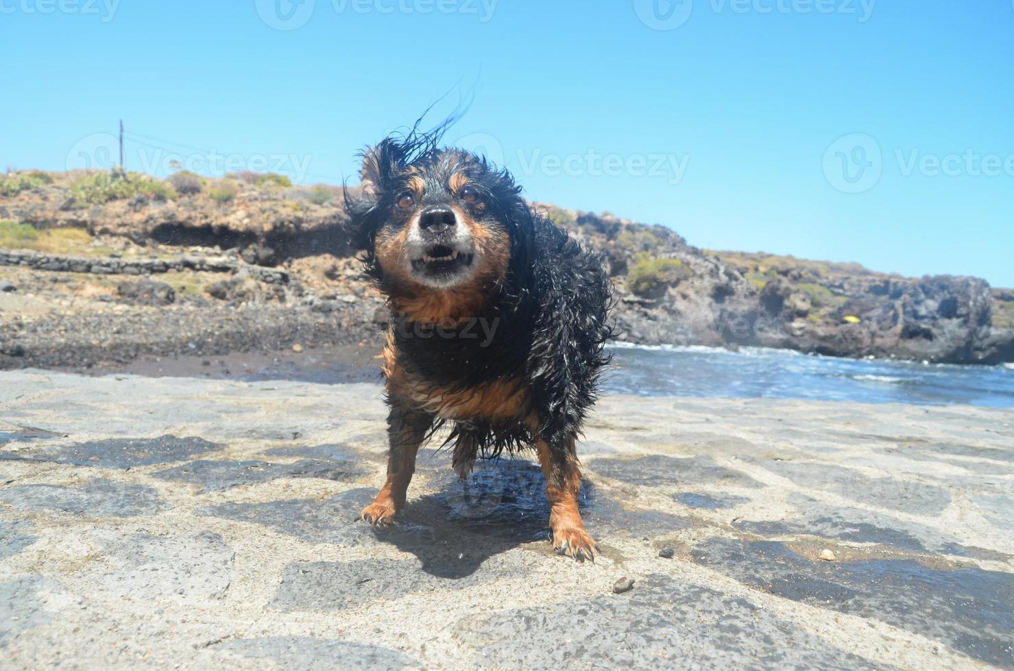 söt våt hund foto