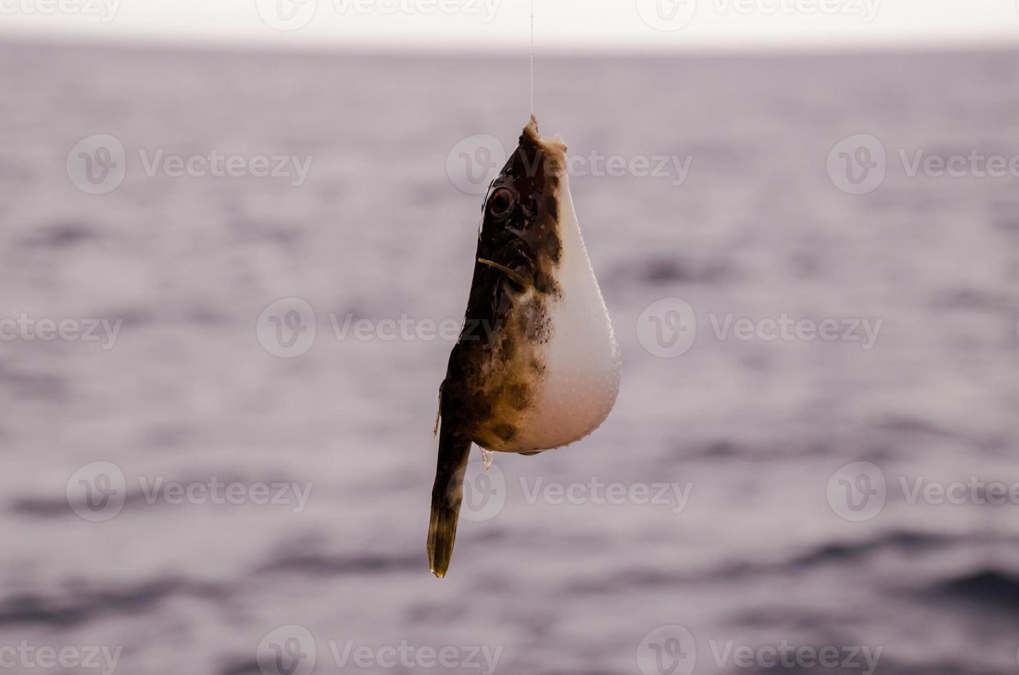 små fisk fångad på de krok foto