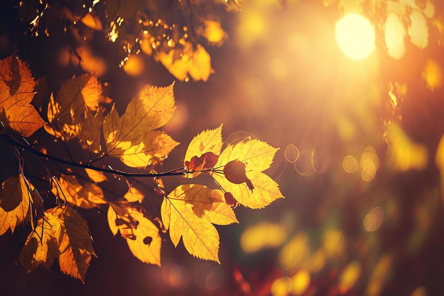 höst löv på de Sol och suddig träd . falla bakgrund foto