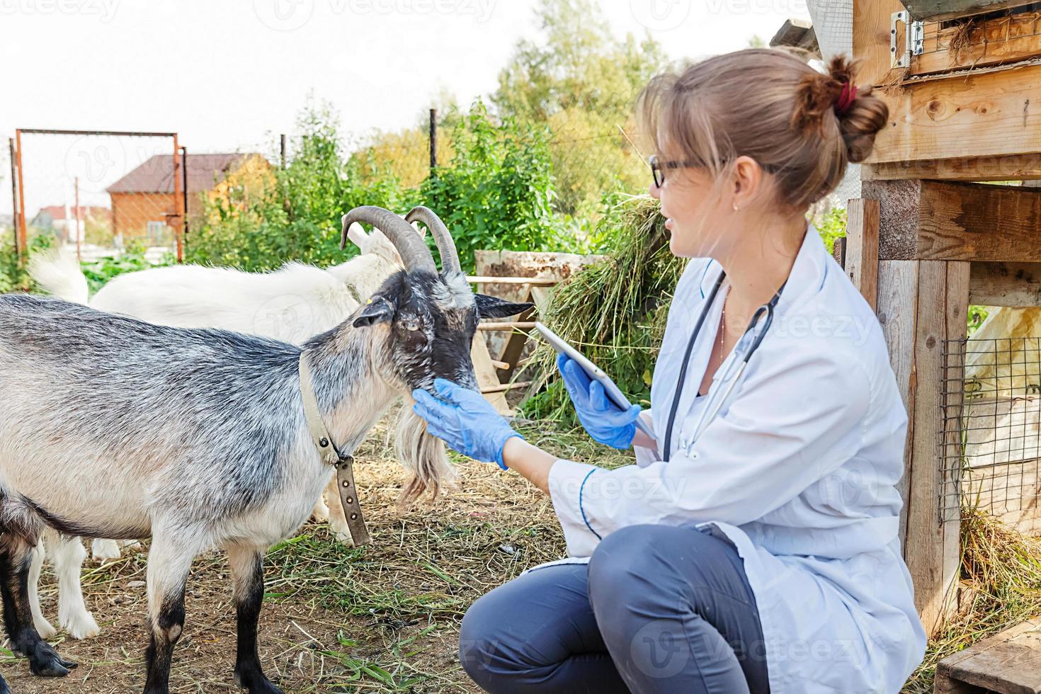 ung veterinär kvinna med tablett dator undersöka get på ranch bakgrund. veterinär läkare kolla upp get i naturlig ekogård. djurvård och ekologiskt boskapsuppfödningskoncept. foto